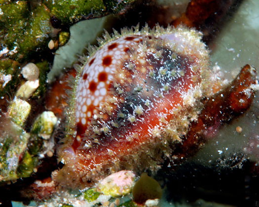  p>红花宝螺(学名:erosaria helvola helvola)是腹足纲宝螺科的 a