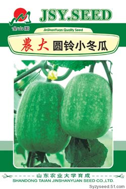 圆铃小冬瓜