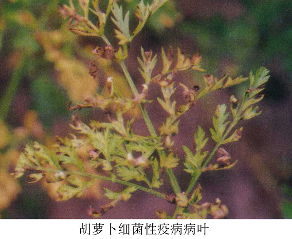 胡萝卜细菌性疫病
