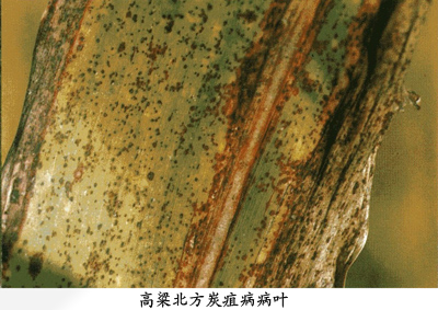 高粱北方炭疽病
