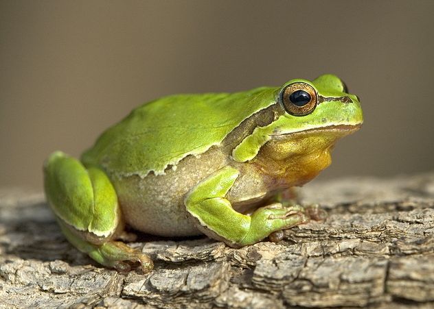  p>澳大利亚绿色雨蛙(学名:litoria caerulea )英文名称 "绿树蛙"