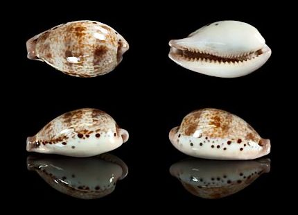  p>玉女宝螺的亚种.产自于80-200米水深,通常为深水拖网采集. /p>