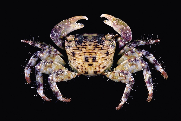 这个类群的蟹类绝大部分分布于热带及亚热带沿海潮间带地区,少数种类