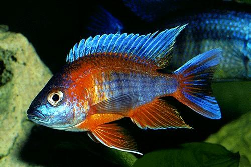  p>帝王艳红是慈鲷科孔雀鲷属动物. /p>