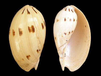  p>椰子涡螺是 a target="_blank" href="/item/新腹足目/6342608"