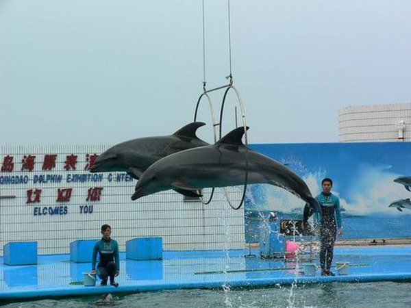 青岛海豚表演馆
