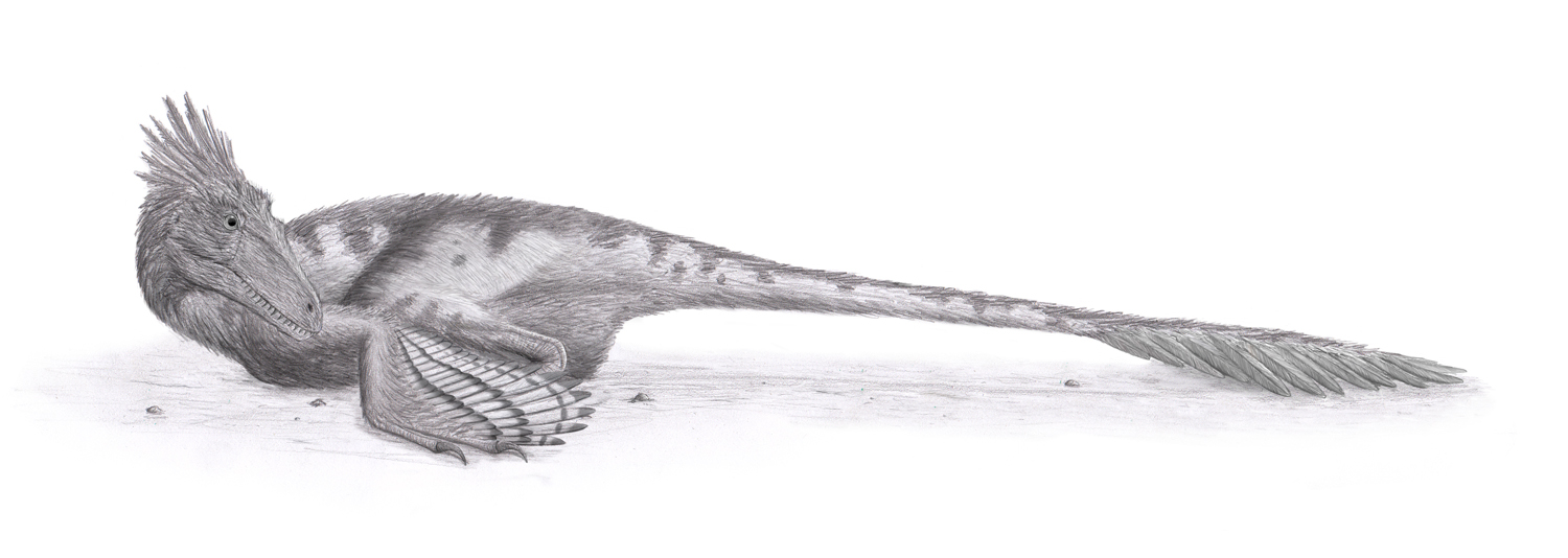  p>恐爪龙(学名:deinonychus)是 a href="#" data-lemmaid="6664958">