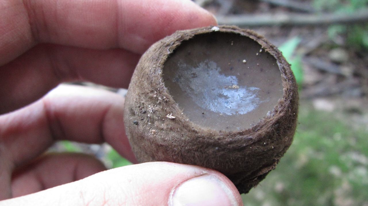 这是人们称其为猪嘴蘑的一个原因,还有一个原因是人若吃多了这种蘑菇