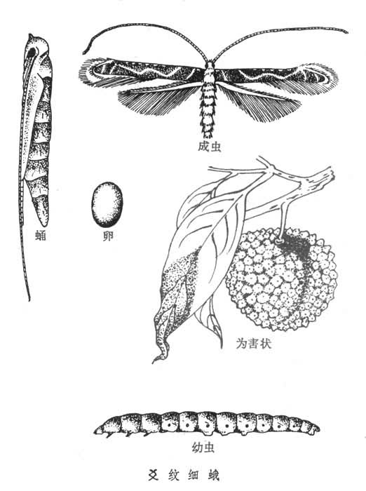  p>鳞翅目,细蛾科.寄主于荔枝,龙眼,芒果等.