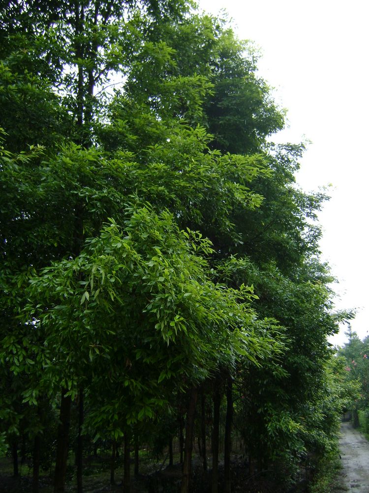 href="/item/常绿/1338021" data-lemmaid="1338021">常绿 /a>大乔木