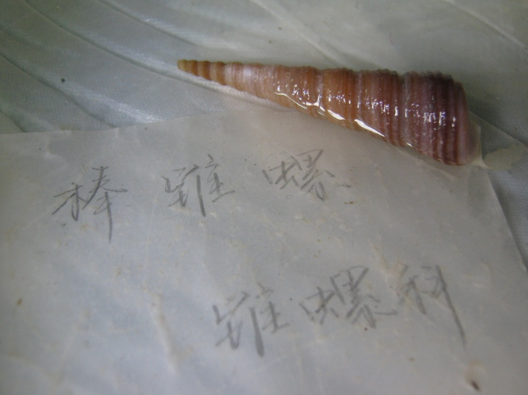  p>锥螺是一种中腹足目,锥螺科类生物,壳体修长