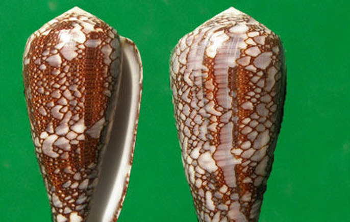  p>灰翎芋螺是 a target="_blank" href="/item/新腹足目/6342608"