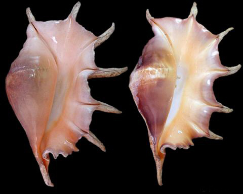 truncate spider conch
