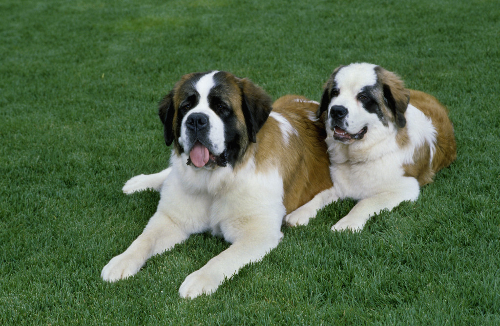 saint bernard