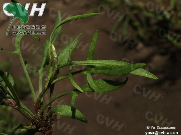  p>小酸模(学名:rumex acetosella), a href="#" data-lemmaid="