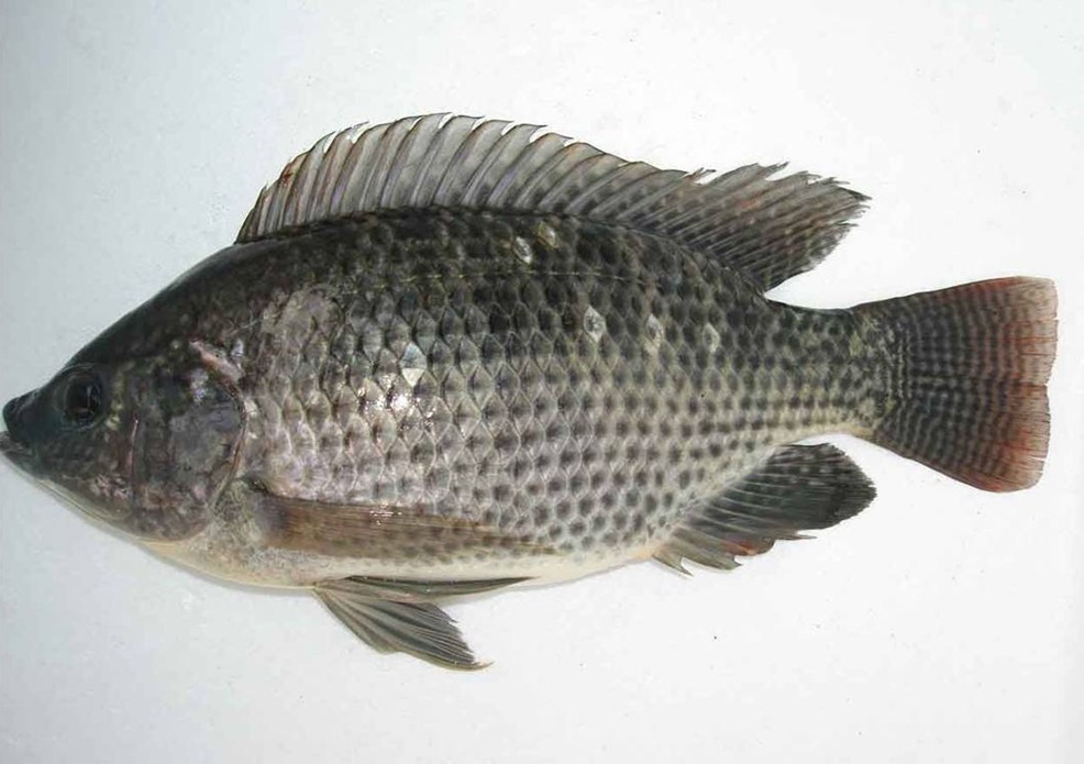  p>罗非鱼——原产非洲,属热带性鱼类,罗非鱼属包括亚种共有100多种.