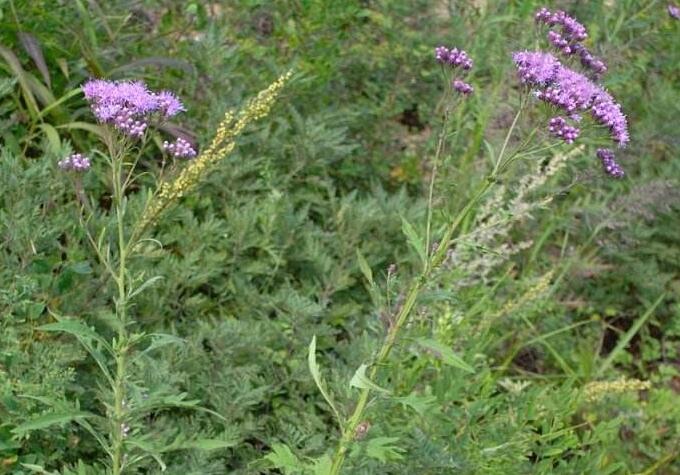 风毛菊状千里光