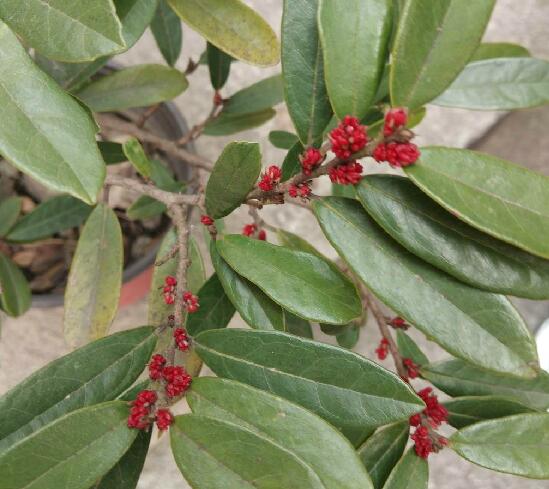  p>中华蚊母树(学名: i>distylium /i>  i>chinense  /i>(franch.