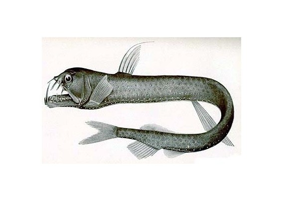  p>蝰鱼(学名:chauliodus)是一种小型暖水性且具代表性的深海发光鱼类