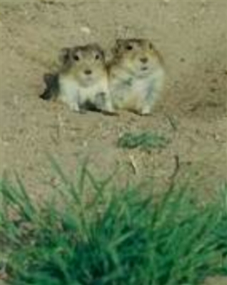  p>布氏田鼠,仓鼠科哺乳动物,中国内蒙古草原的主要鼠害之一. /p>