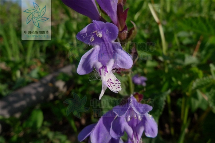  p>荨麻叶龙头草,拉丁名为meehania urticifolia (miq.