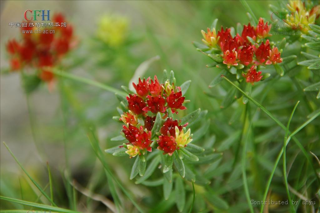  p> b>长白红景天 /b>(学名: i>rhodiola angusta /i>),是 a href="#"