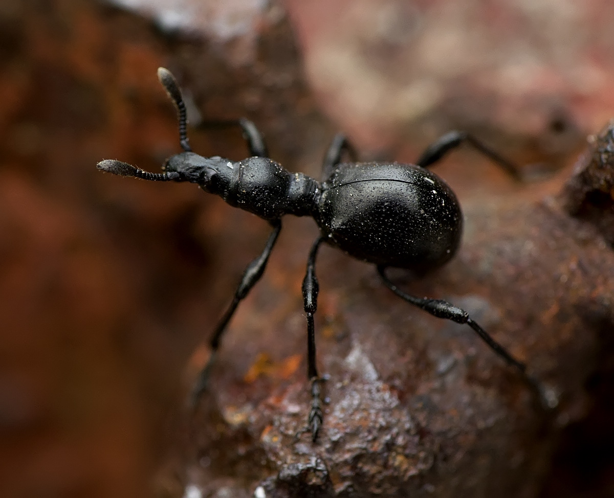  p>蚁科(formicidae),体长1~20毫米,触角膝状,9~10节,腹部基端有1~2个