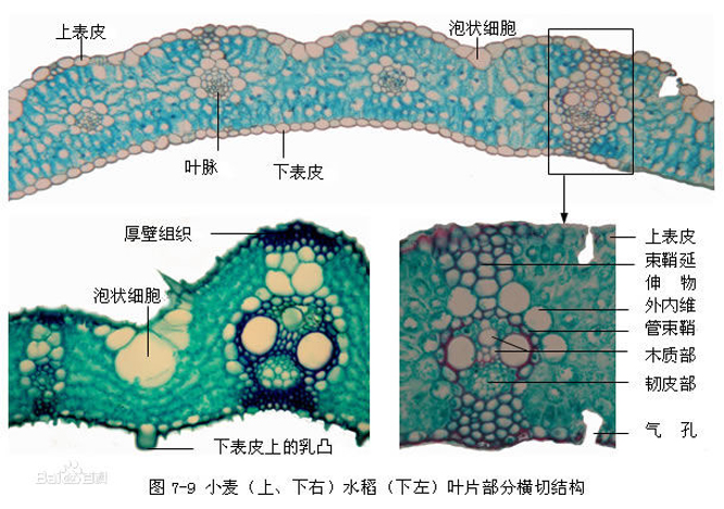 在植物的地上器官(如茎,叶,花,果实和种子)中具有保护功能;在地下器官