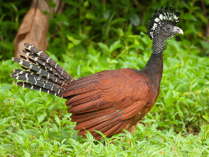  p>大凤冠雉(学名: i>crax rubra /i>):凤冠雉属 a href="#" data