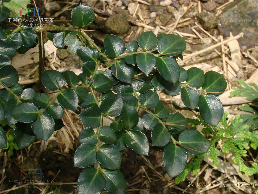  p>虎刺属(学名:damnacanthus gaertn.