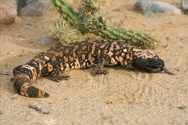  p>吉拉毒蜥(学名: i>heloderma suspectum /i>)是毒蜥科,毒蜥属爬行