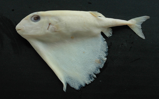  p>三齿鲀(学名:triodon macropterus)为鲀形目三齿鲀科三齿鲀属下的