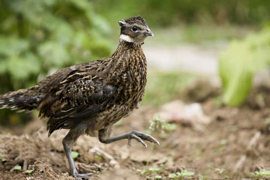 勺鸡陕西亚种(学名:pucrasia macrolopha ruficollis)是勺鸡的亚种之