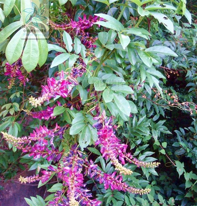 香花崖豆藤