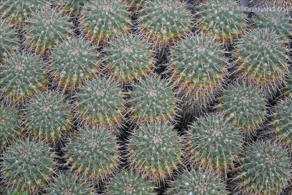  p>扁穗牛鞭草(学名: i>hemarthria compressa /i> (l. f.) r.br.