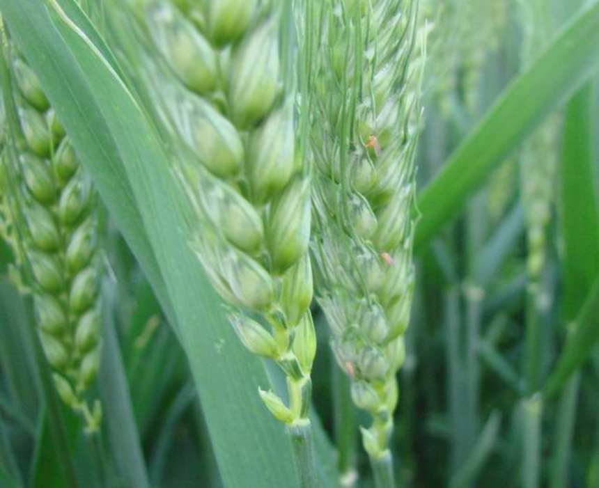 主要有麦黄吸浆虫和麦红吸浆虫两种