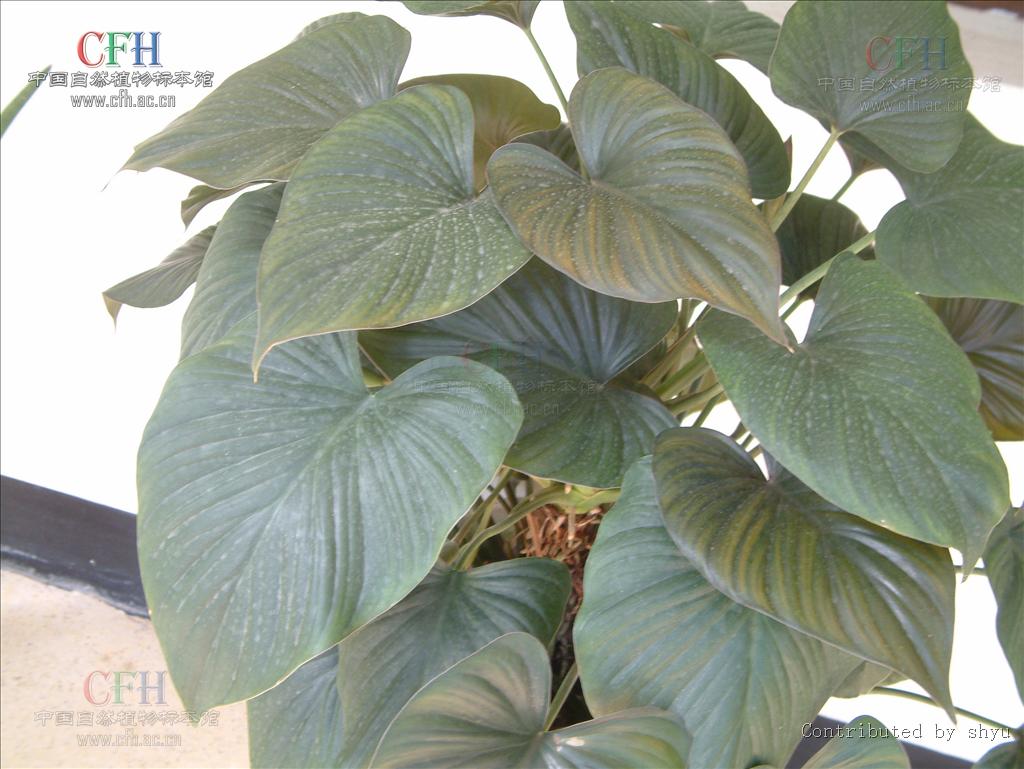  p> b>千年健属 /b>( a href="#" data-lemmaid="8074290">学名 /a>: 