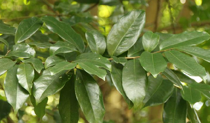  p>乔木;叶厚,革质,光亮;花小或中等大,为具柄的丛生 a href="#" data