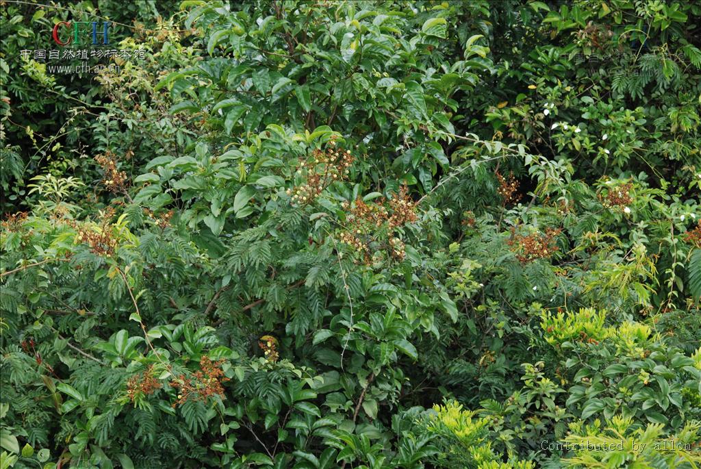  p>羽叶金合欢(学名: i>acacia pennata /i> (l.) willd.