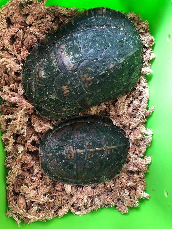  p data-id="go02dnvmwp">潘氏闭壳龟(学名: 