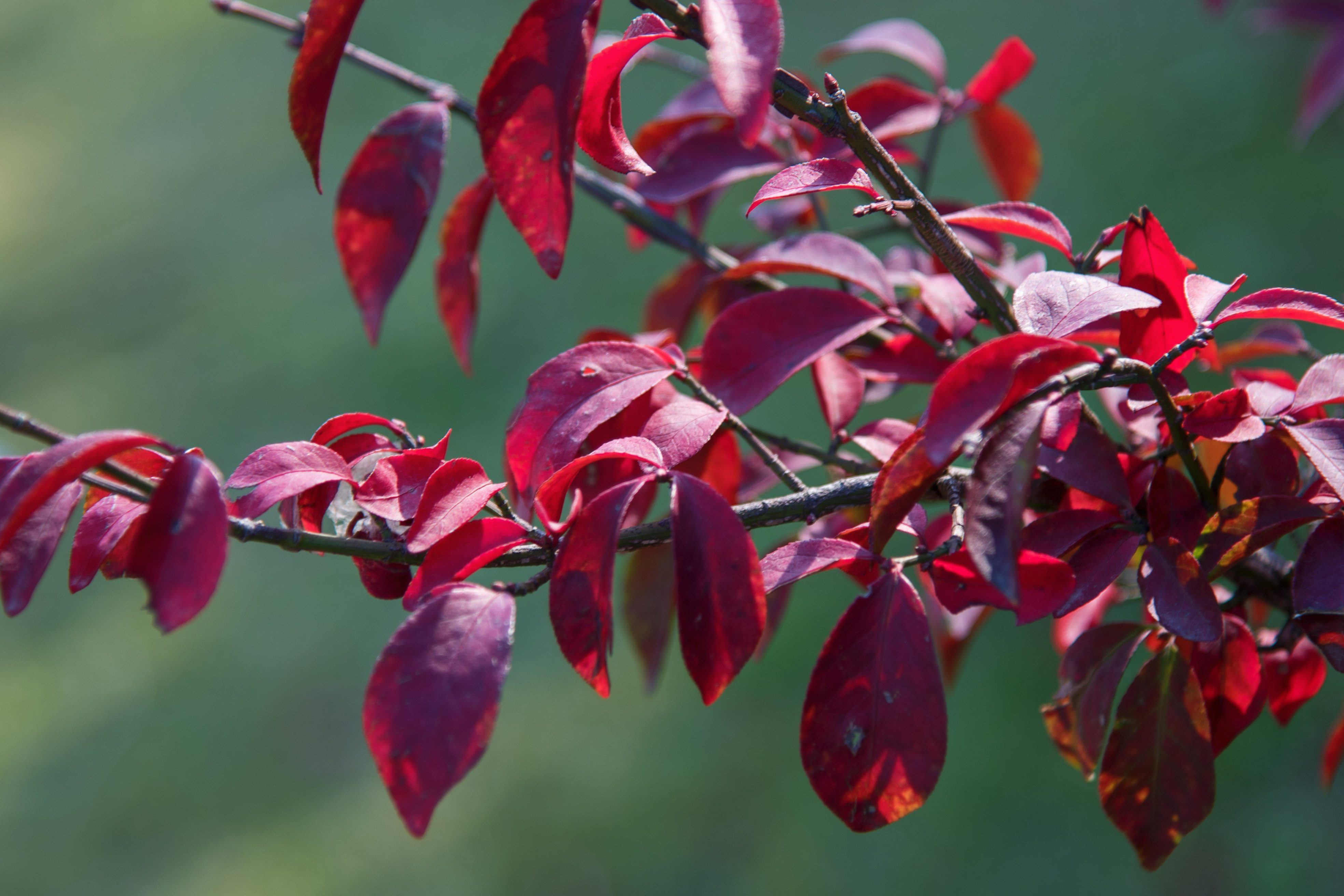 sieb),卫矛科卫矛属灌木植物.