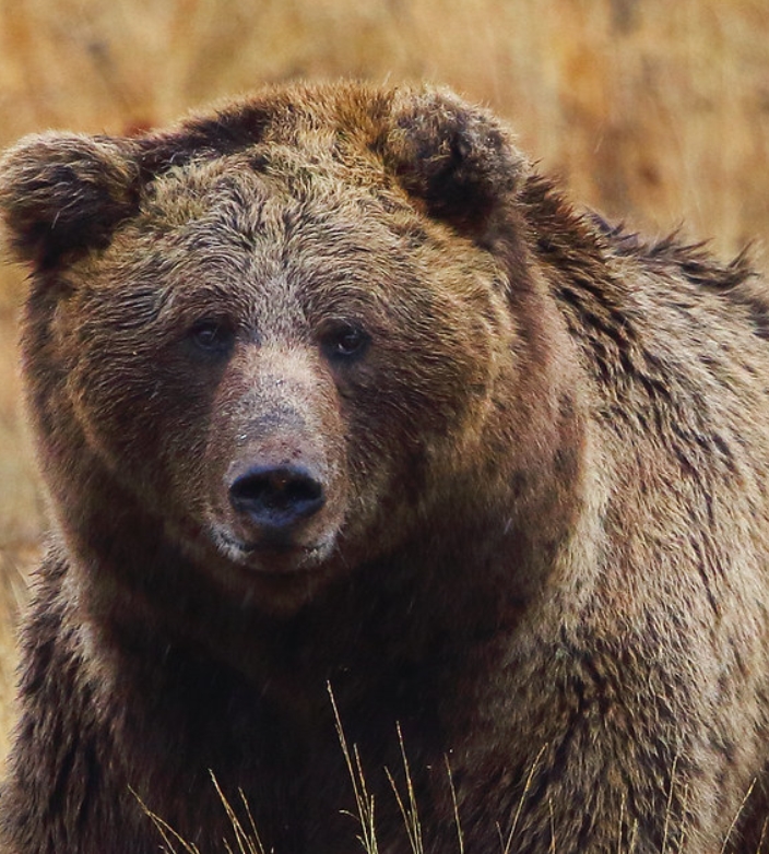  p>喜马拉雅棕熊(学名: i>ursus arctos isabellinus /i>):是熊科,熊