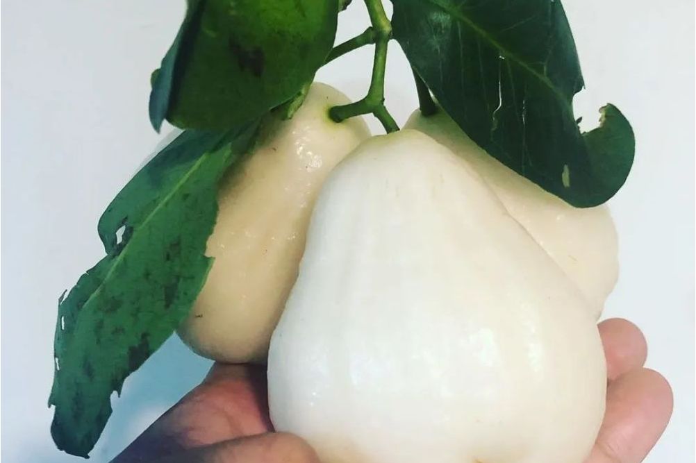 白色新市仔莲雾