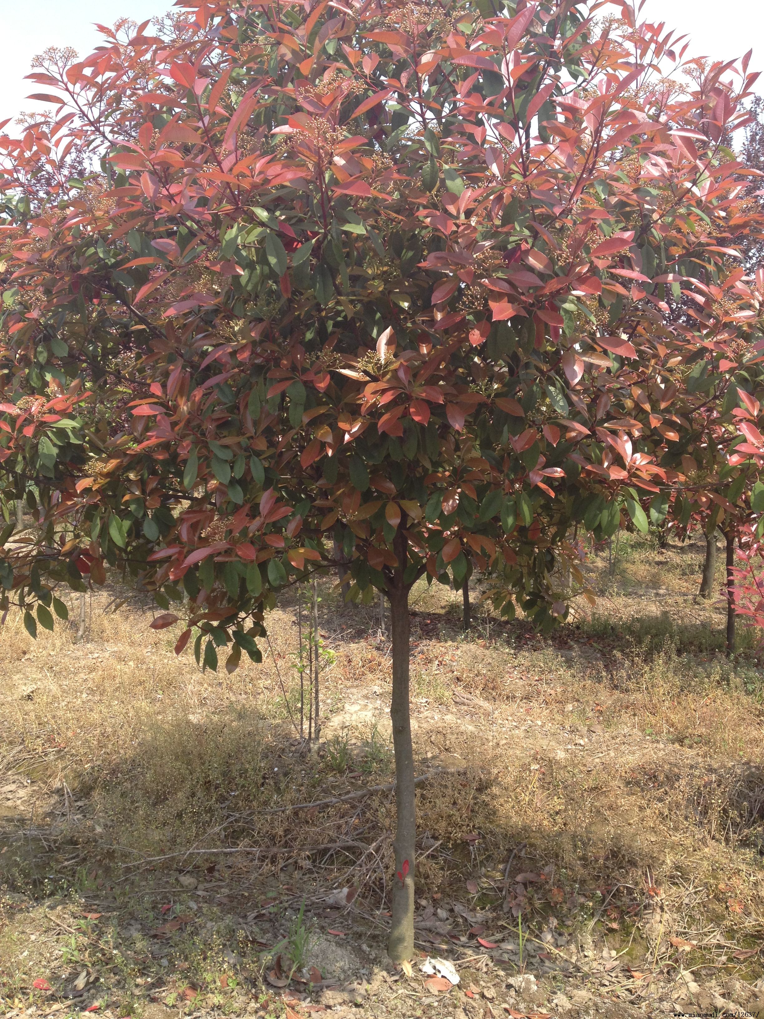  p data-id="gntojxuxoa">红叶石楠 (学名: i>photinia × fraseri /i