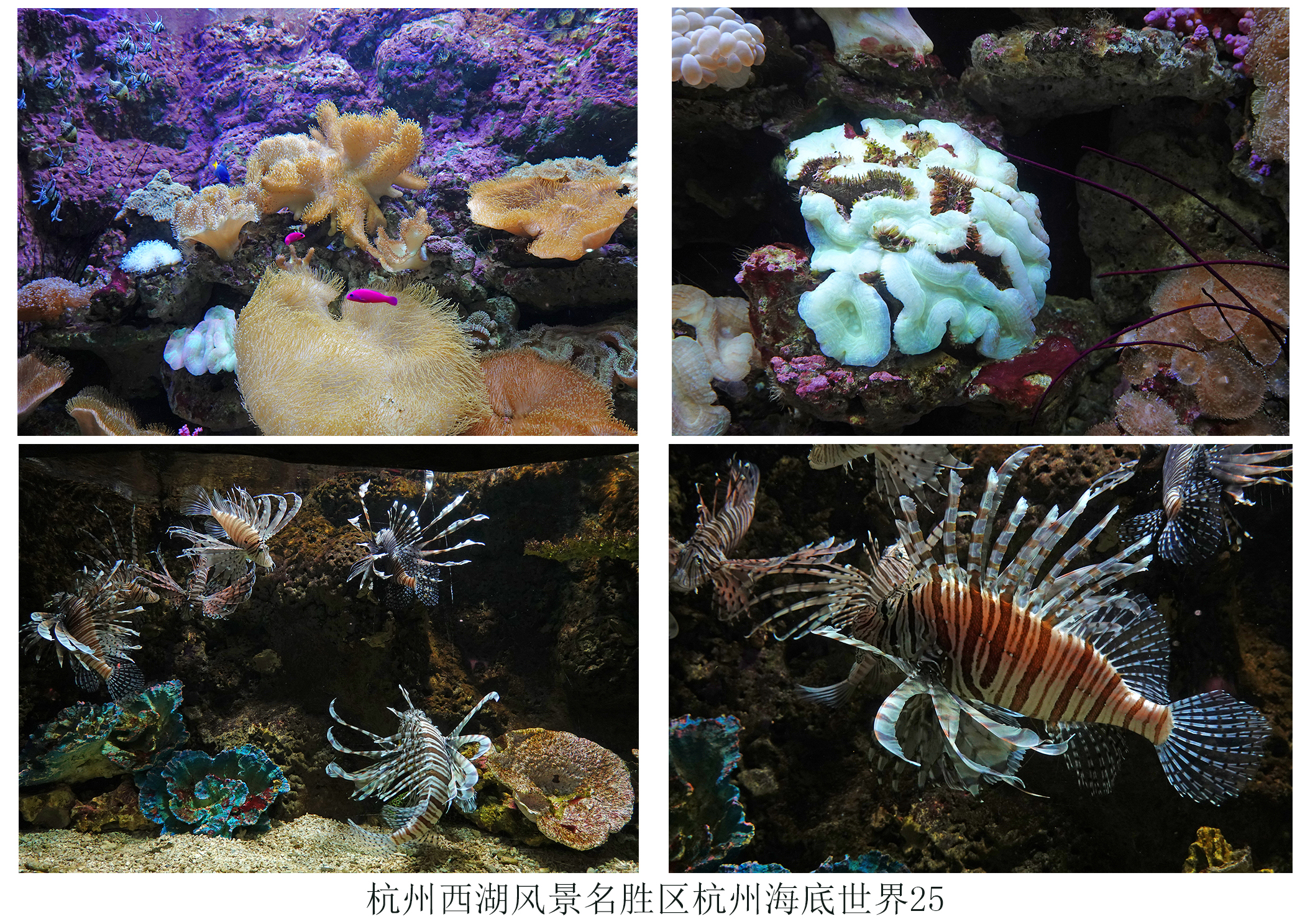  p>杭州海底世界位于美丽的 a target="_blank" href="/item/西子湖畔