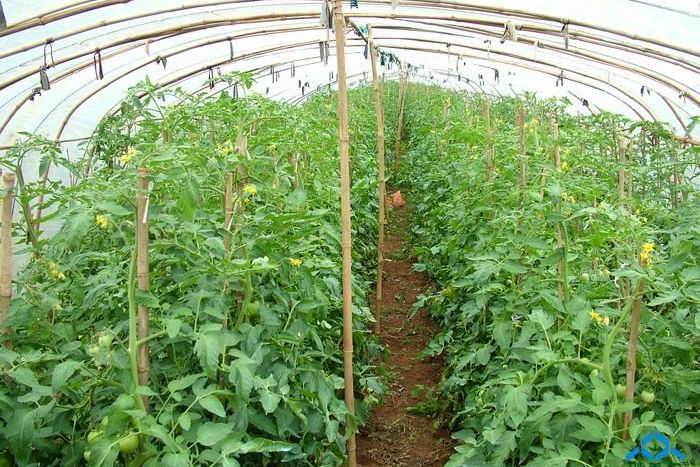 番茄双根双蔓整枝法