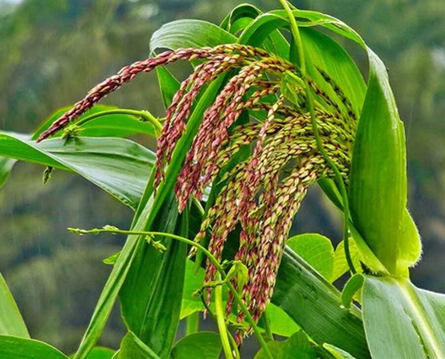 data-lemmaid="2458872">禾本科 /a>玉蜀黍属一年生草本作物植物,属于