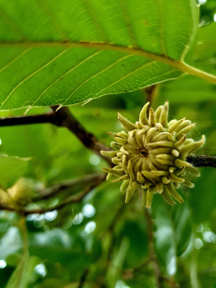 麻栎（壳斗科栎属植物）_百度百科
