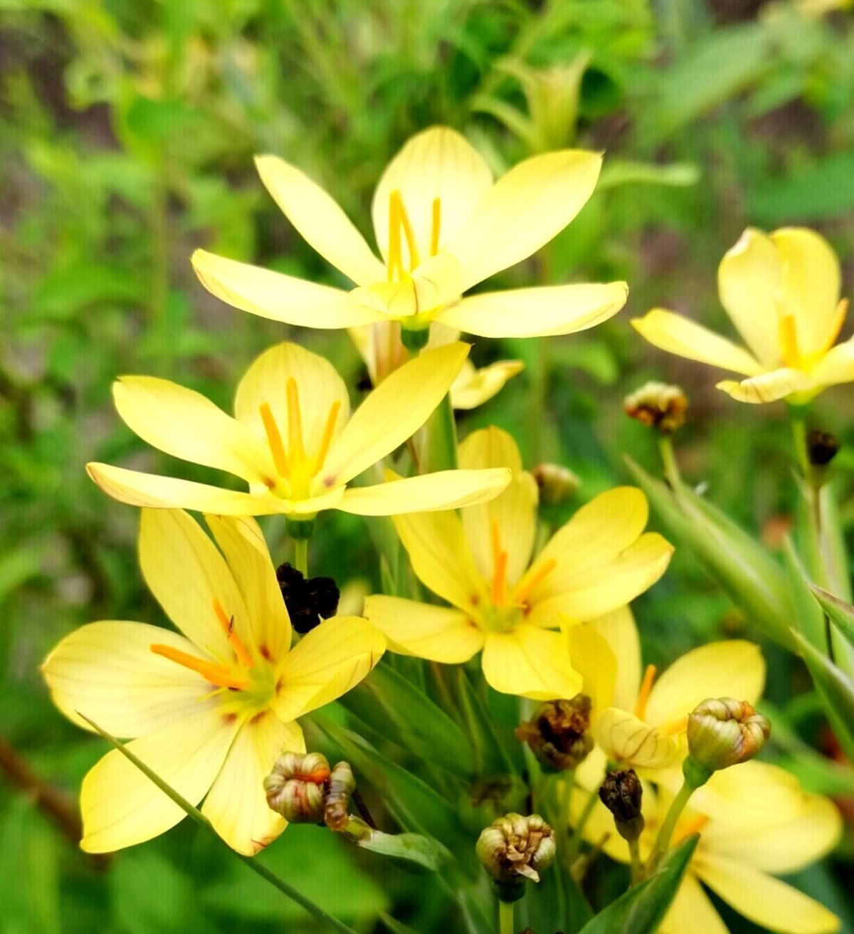 黄连花