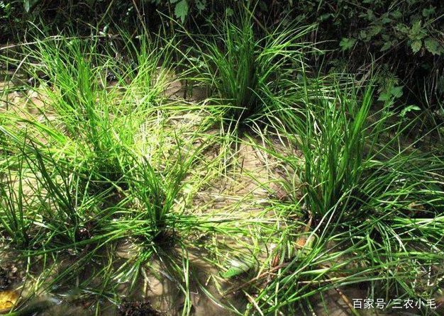 它叫水韭，长得酷似韭菜，若见到不要采挖，它是我国一级保护植物_百科TA说